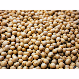 soya bean