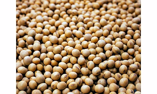 SOYA BEAN