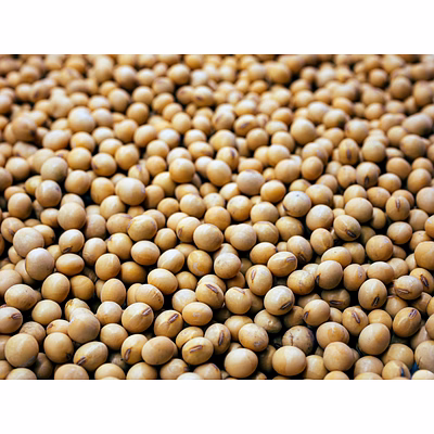 soya bean