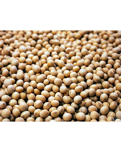SOYA BEAN-12337890