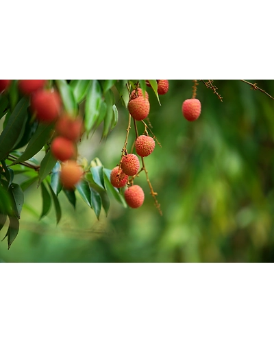 LITCHI-2