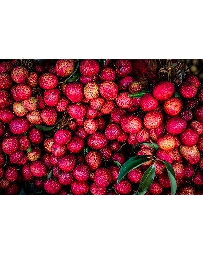 LITCHI-12337920