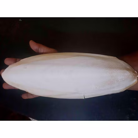 Cuttlefish Bone-9