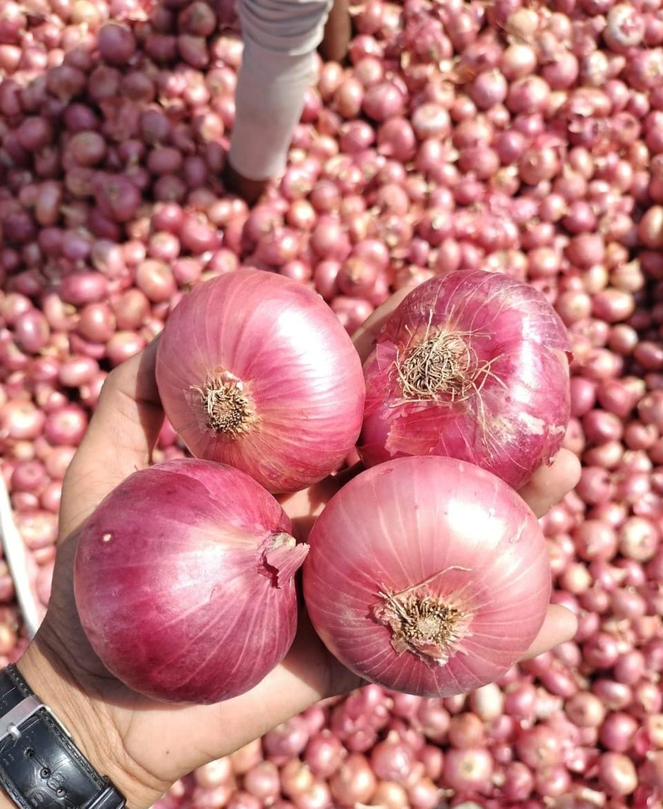 Onion-6