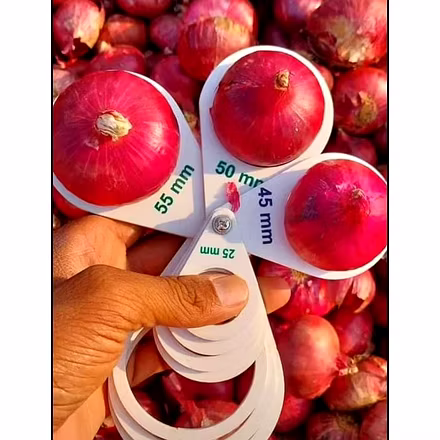 Onion-9