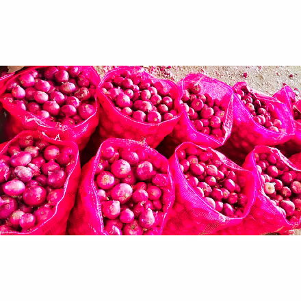 Onion-10