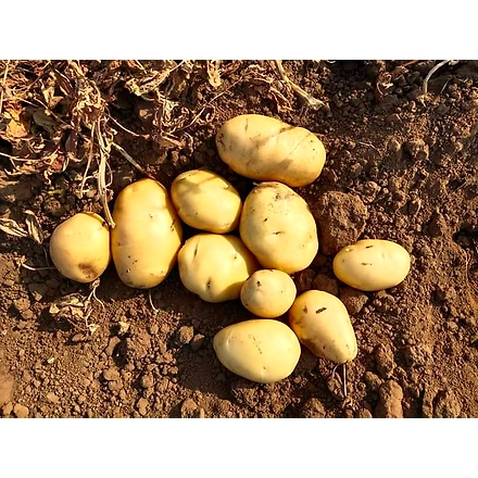 Fresh Potato-2