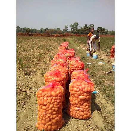 Fresh Potato-4