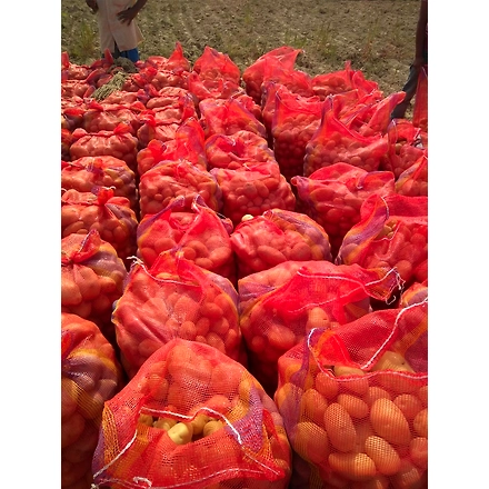 Fresh Potato-3