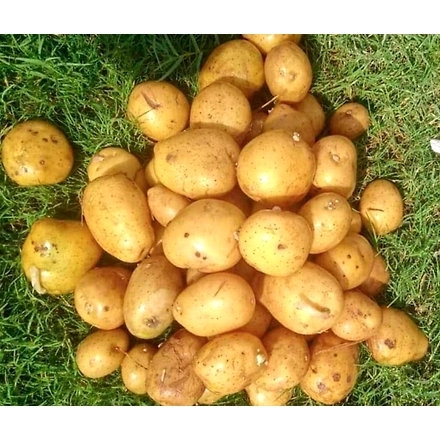 Fresh Potato-5