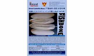 Cuttlefish Bone