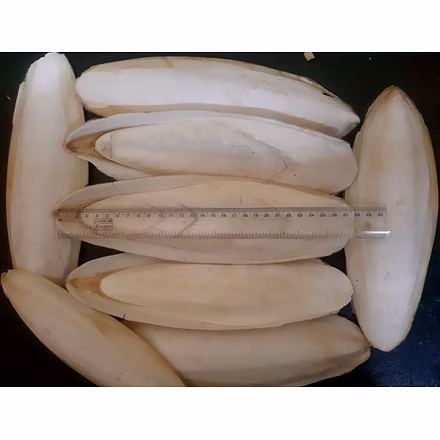 Cuttlefish Bone-2