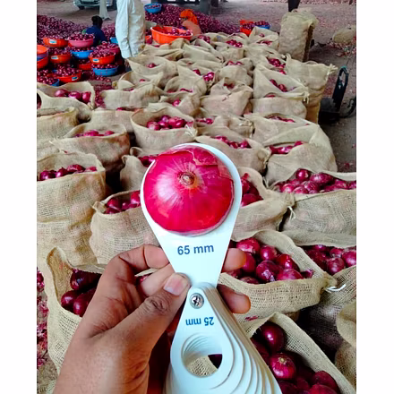 Onion-2