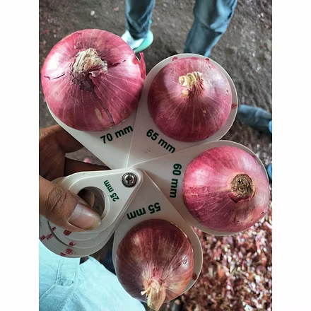 Onion-3