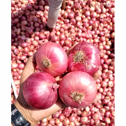 Onion-4
