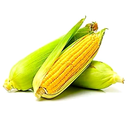 Maize