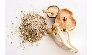 Mushroom Extract