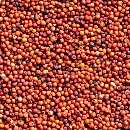 Finger Millet-12139548