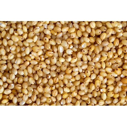 Foxtail Millet / Yellow Millet-1