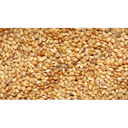 Foxtail Millet / Yellow Millet-12139550