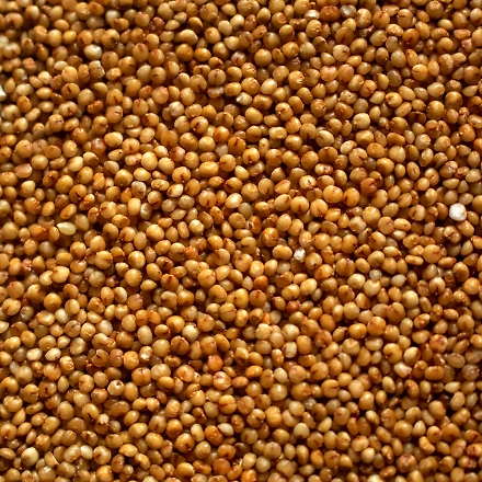 Kodo Millet-12139528