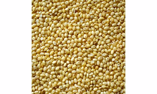 Proso Millet/ White Millet