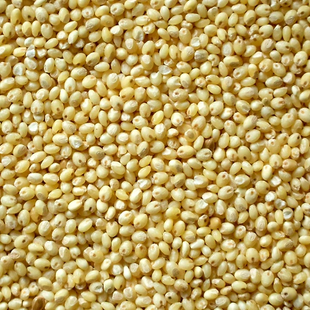 Proso Millet/ White Millet-12139526