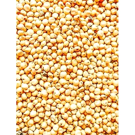 Sorghum millets-12139524