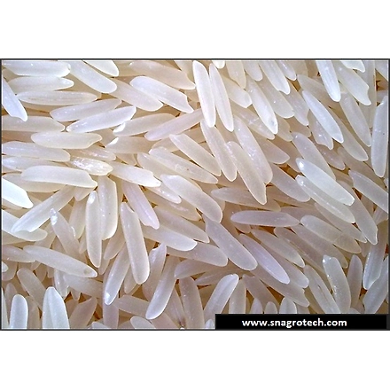 Pusa Raw Basmati Rice-3