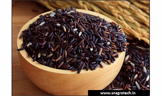 Black Rice