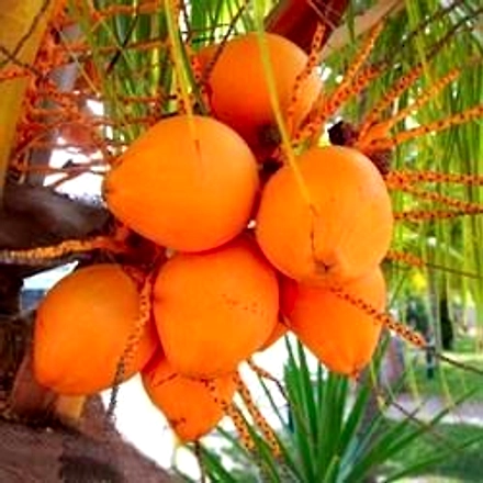 Orange Tender coconut-12146828