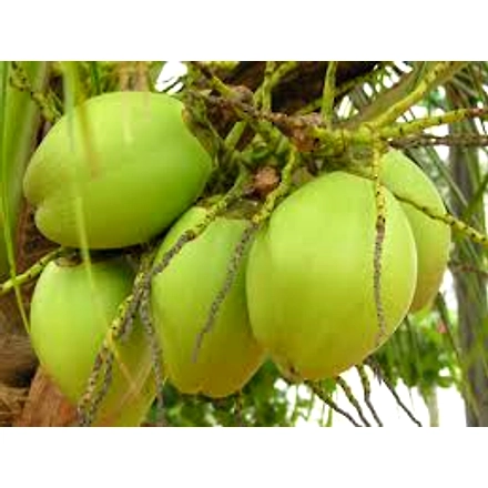 Green Tender Coconut-3