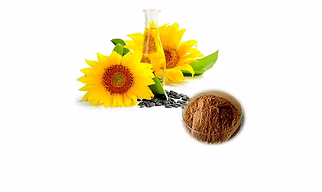 Sunflower extract(dry/liquid)