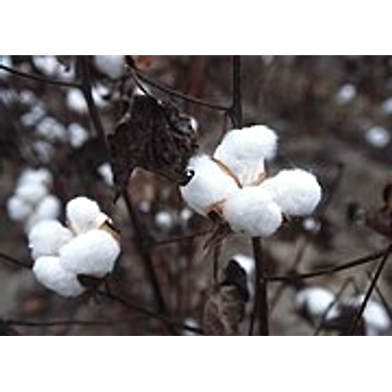 Cotton-1