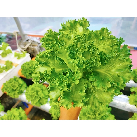 NFT HYDROPONIC CHANNEL PIPE-1