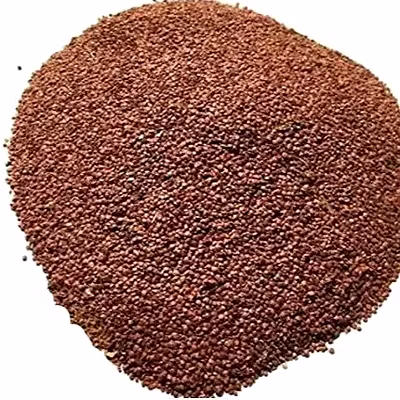 Lajwanti Seeds-12163052