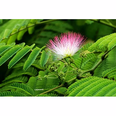 Lajwanti Seeds-1