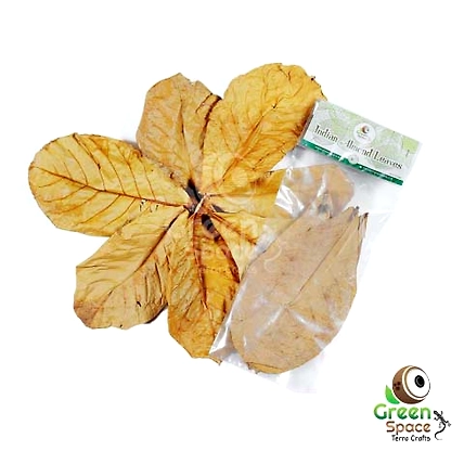 Small Size Dried Catappa Leaves-TR-CTL-10SL-01