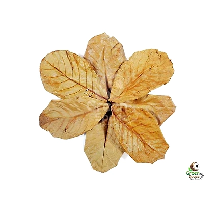 Small Size Dried Catappa Leaves-1
