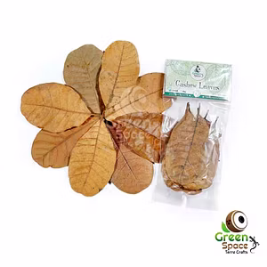 Big Size Dried Cashew Leaves