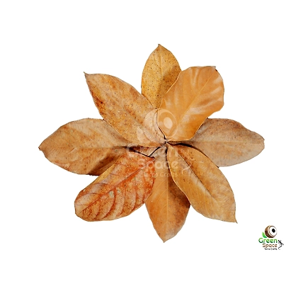 Big Size Dried Jack Fruit Leaves-1