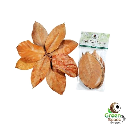 Big Size Dried Jack Fruit Leaves-TR-JFL-10BL-01