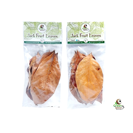 Big Size Dried Jack Fruit Leaves-2