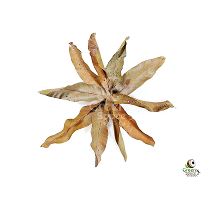 Big Size Dried Mangos Leaves-1