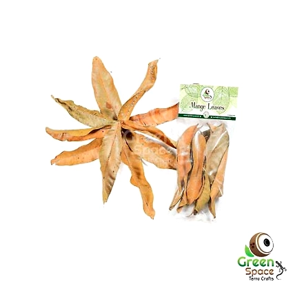 Big Size Dried Mangos Leaves-TR-MGL-10BL-01