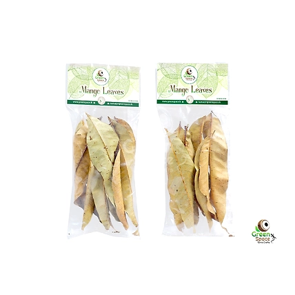 Big Size Dried Mangos Leaves-2