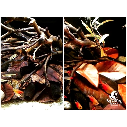 Mix Size Dried Guava Leaves-5