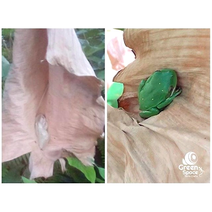 Mix Size Dried Banana Leaves-5