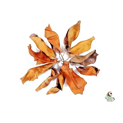 Mix Size Dried Kiri Palu Leaves-1