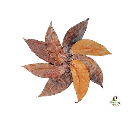 Mix Size Dried Mahogany Leaves-1